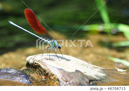 カワトンボ（橙色翅型・オス） 46706715