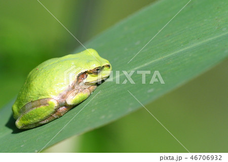 ニホンアマガエル 46706932