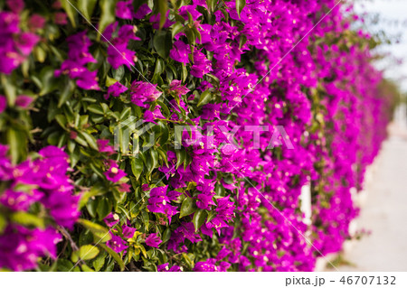 Decoration and nature concept - Beautiful purple flowers in garden 46707132