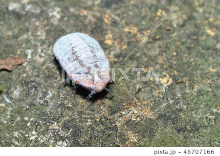 オオワラジカイガラムシ（メス） 46707166