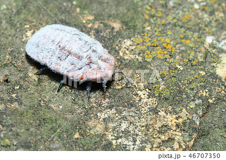 オオワラジカイガラムシ 46707350