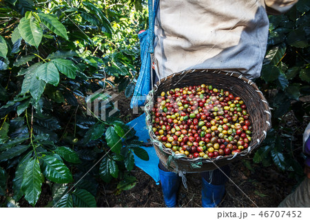 Coffee farmer picking ripe cherry beans. 46707452