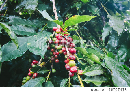 Coffee tree. 46707453