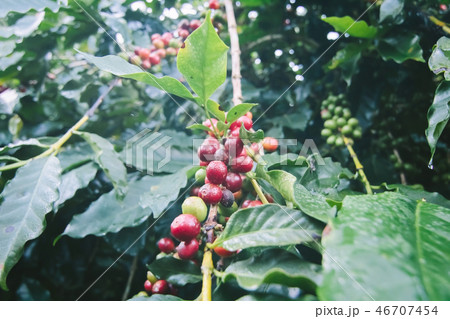 Coffee tree. 46707454