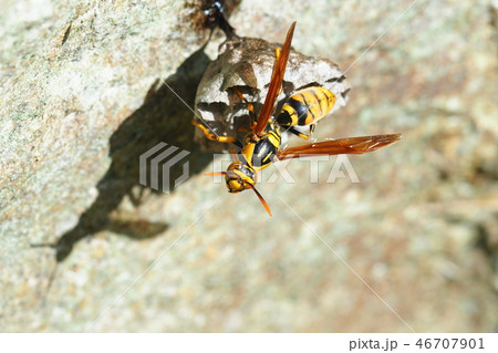 キアシナガバチの巣作り 46707901