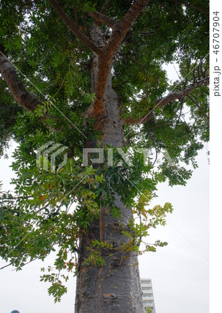 有川港２０１７その３ 46707904