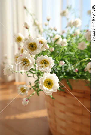 花かんざし 46707996