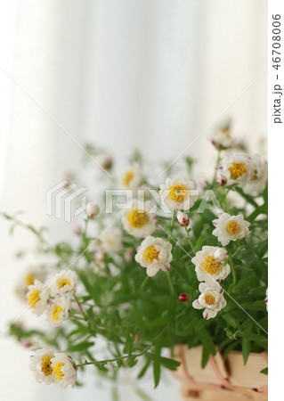 花かんざし 花かんざし 46708006