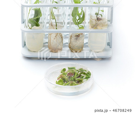 Petri dish with growing in vitro Sundew Petri dish with growing in vitro Sundew 46708249