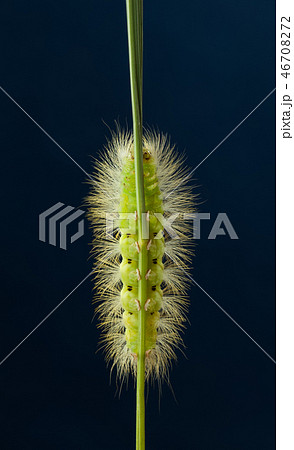 Underside view of hairy caterpillar on grass blade 46708272
