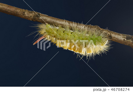 Shaggy colorful caterpillar under tree twig 46708274