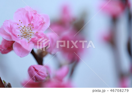 桃の花 桃の花 46708279