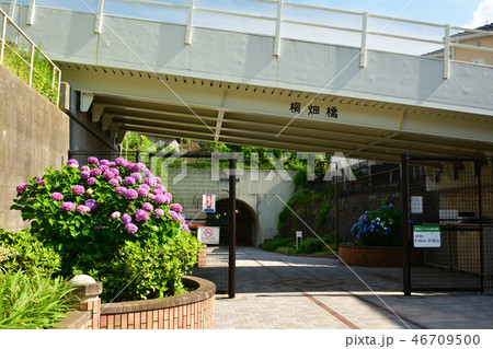 横浜・東横フラワー緑道 46709500