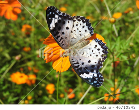 突然変異で白化した「ツマグロヒョウモン」（雌） 46710545