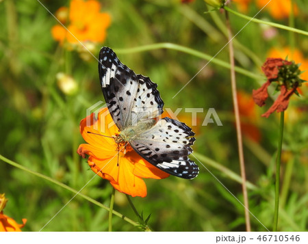 突然変異で白化した「ツマグロヒョウモン」（雌） 46710546