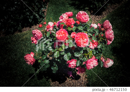 Rose tree with pink roses in a garden Rose tree with pink roses in a garden 46712150