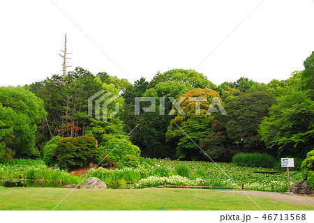 勧修寺の氷室池 46713568