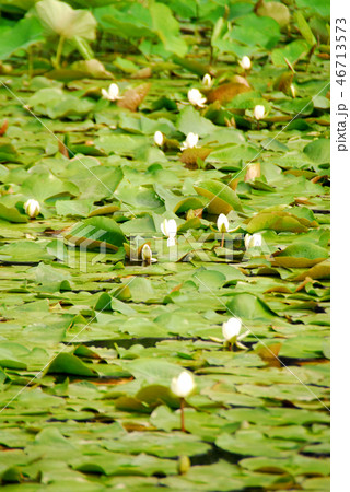 勧修寺の氷室池の睡蓮 46713573