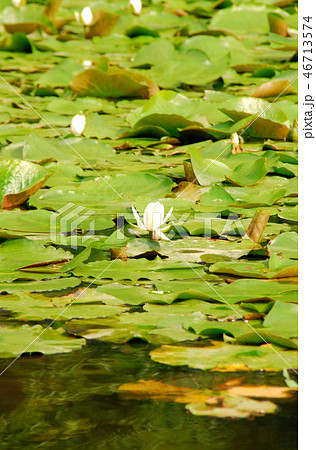 勧修寺の氷室池の睡蓮 勧修寺の氷室池の睡蓮 46713574