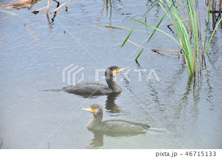宮古島／湿原の野鳥 46715133