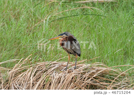 宮古島/湿原の野鳥 宮古島/湿原の野鳥 46715204