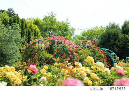 清水公園　バラ園　 46715975