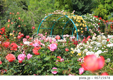 清水公園　バラ園　 46715978