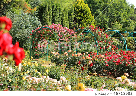 清水公園 バラ園 清水公園 バラ園 46715982