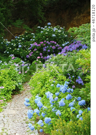 あじさいの咲く小径 46718120