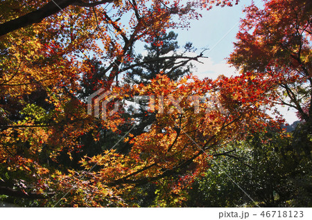 紅葉の御岳山 46718123