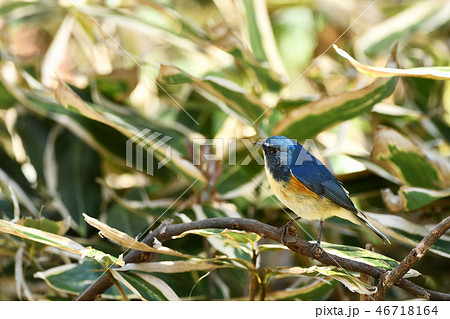 止まり木のルリビタキ 止まり木のルリビタキ 46718164