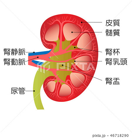 腎臓 断面図 各部名称入りのイラスト素材