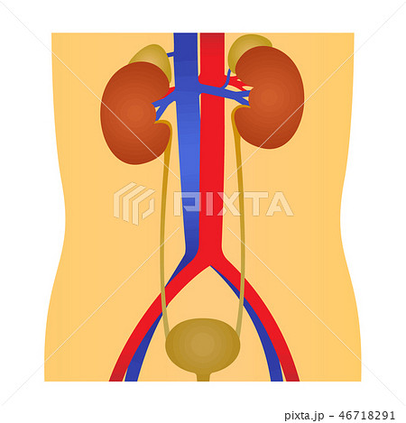 腎臓 膀胱 泌尿器系のイラスト のイラスト素材