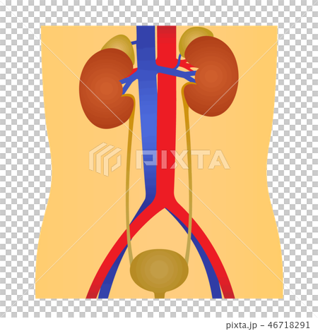 腎臓・膀胱(泌尿器系のイラスト) 46718291