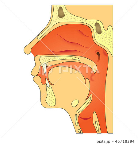 口 鼻 のど 説明図 のイラスト素材