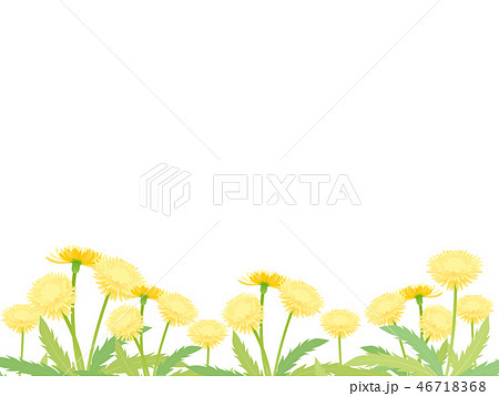 たんぽぽ たんぽぽ 46718368