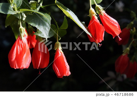 紅色花　下向咲 46718686