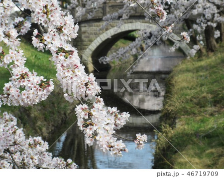 唐沢川の桜とアーチ橋 46719709