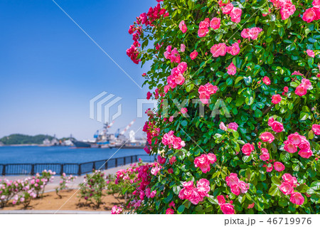 日本の春　横須賀ヴェルニー公園のバラ園 46719976
