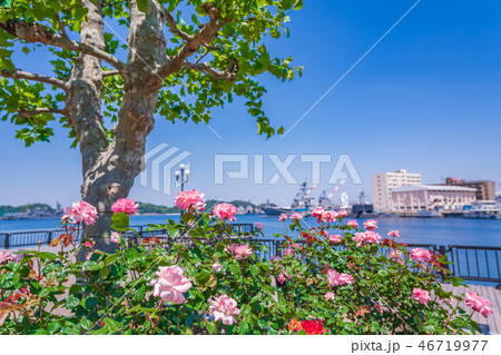 日本の春　横須賀ヴェルニー公園のバラ園 46719977