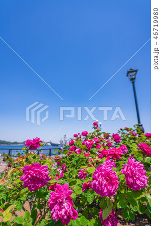 日本の春　横須賀ヴェルニー公園のバラ園 46719980