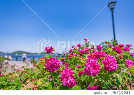 日本の春　横須賀ヴェルニー公園のバラ園 46719981