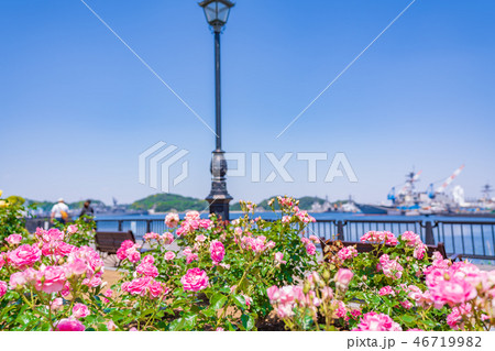 日本の春　横須賀ヴェルニー公園のバラ園 46719982