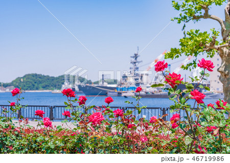 日本の春　横須賀ヴェルニー公園のバラ園 46719986