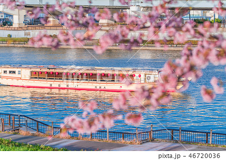 東京の春　隅田川堤防沿いの早咲きの桜並木[夕方] 46720036