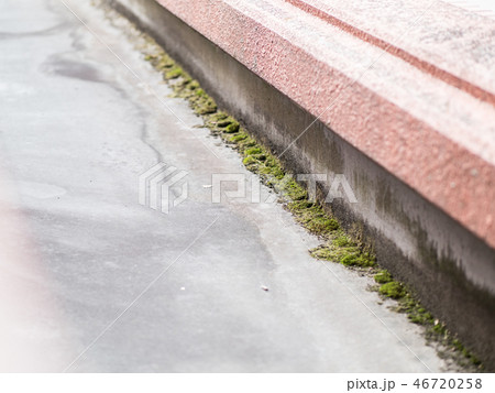 コンクリートに生えたコケ コンクリートに生えたコケ 46720258