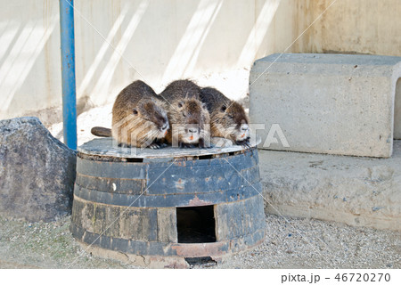 天王寺動物園のカピバラ 46720270