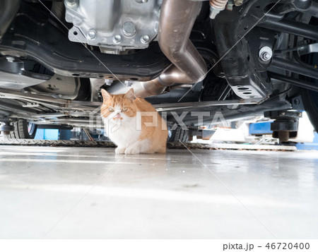 車の下にもぐったネコ 車の下にもぐったネコ 46720400