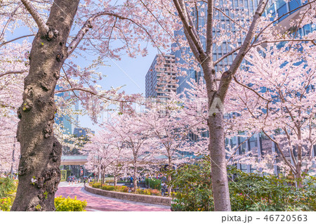 日本の春　東京の都市風景[六本木ミッドタウン] 46720563