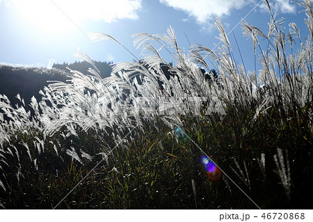 砥峰高原のススキ 砥峰高原のススキ 46720868